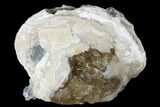 Fossil Clam With Fluorescent Calcite Crystals - Ruck's Pit, FL #175657-2